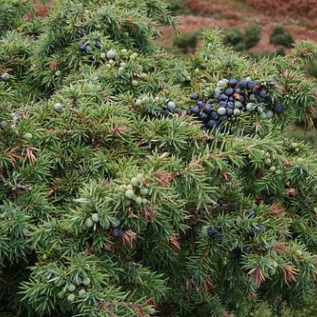 Juniperus Communis Extract