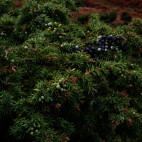 Juniperus Communis Extract