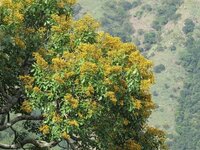 Pterocarpus marsupium Extract (Asana / Vijaysar / Beejaka)