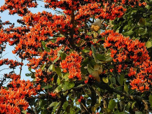 Butea monosperma Taub / B. frondosa(Palash / Dhark)