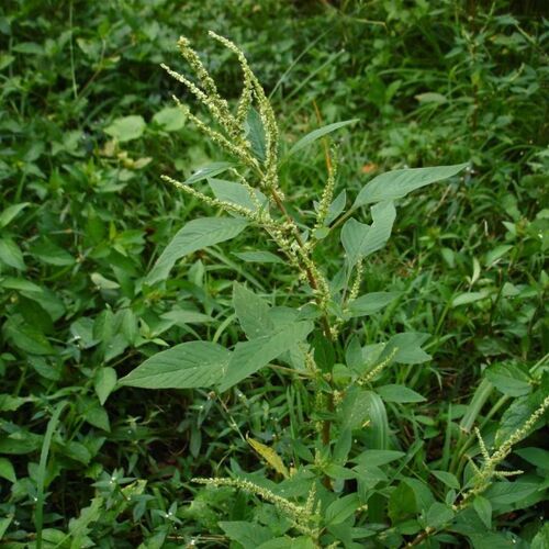 Amaranthus Spinosus Extract (Tanduliya / Chaulai / Kateli)