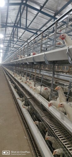 Poultry Boiler Breeder Battery Cages - Color: Gray