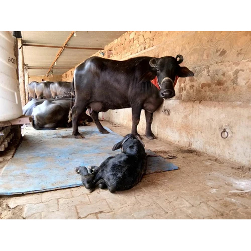  Milking Murrah Buffalo