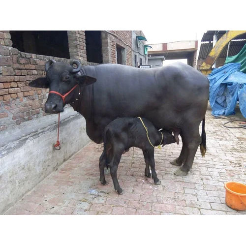 Milking Murrah Buffalo