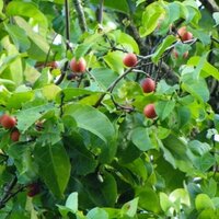 Salacia Reticulata Root Extract