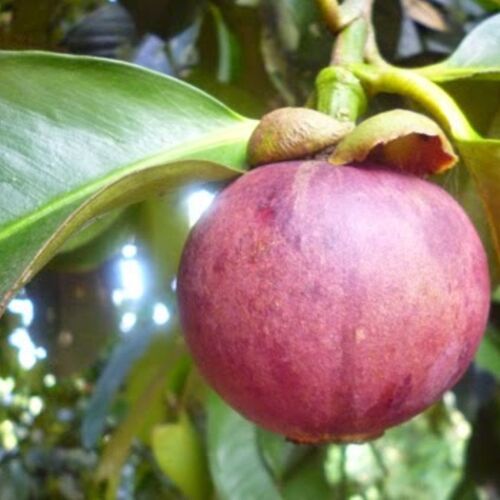 Mangosteen Extract Powder