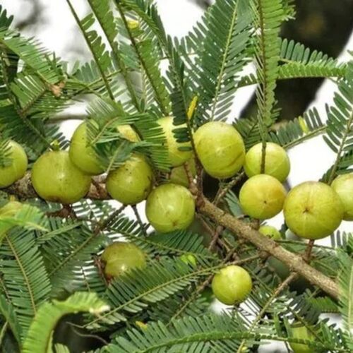 Natural (50%) Vitamin C From Amla Extract