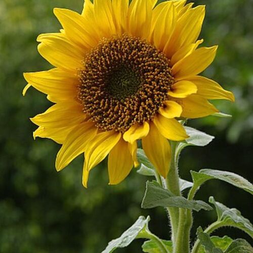 Natural Vitamin E Powder (Sunflower Source)
