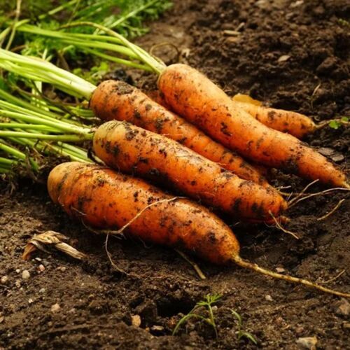 Organic-Natural (2%) Beta Carotene From Carrot