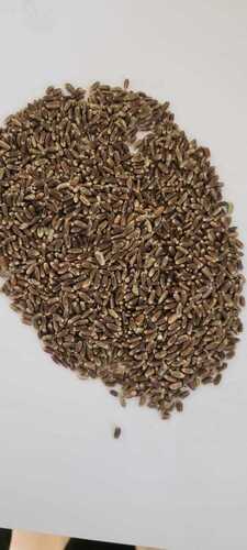 Organic Black Wheat