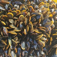 Perna canaliculus  (Green lipped mussel / Mussel Oil)