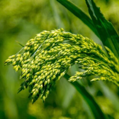 Organic Millet Extract