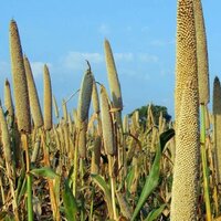 Organic Millet Extract
