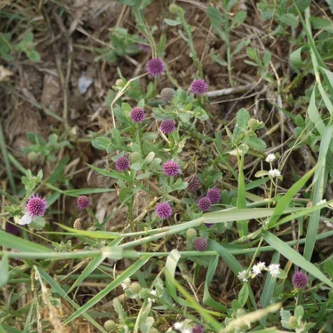 Sphaeranthus Indicus Extract