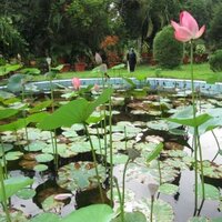 Nelumbo Nucifera Lotus Leaf Extract