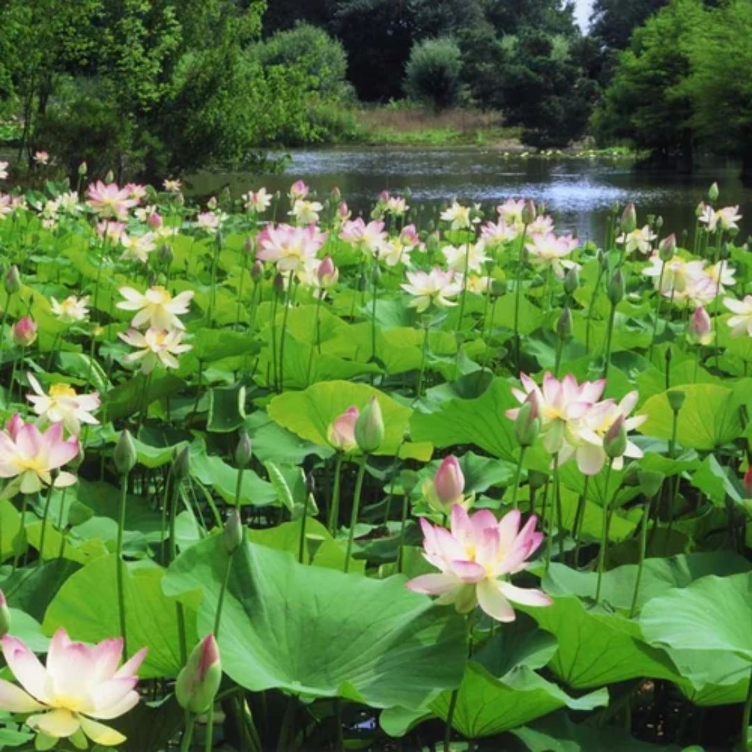 Nelumbo Nucifera Lotus Leaf Extract