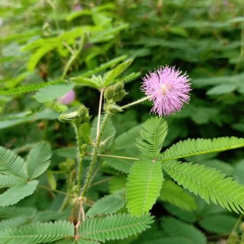 Mimosa Pudica Extract