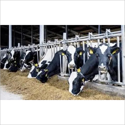 Cow Pellet Feed at Best Price in Vijayawada, Andhra Pradesh Ashish Feeds