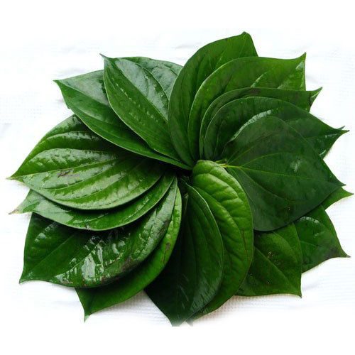 Sweet Betel Leaf Oil