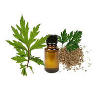 Davana Oil