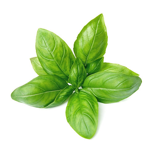 Basil 20 OR