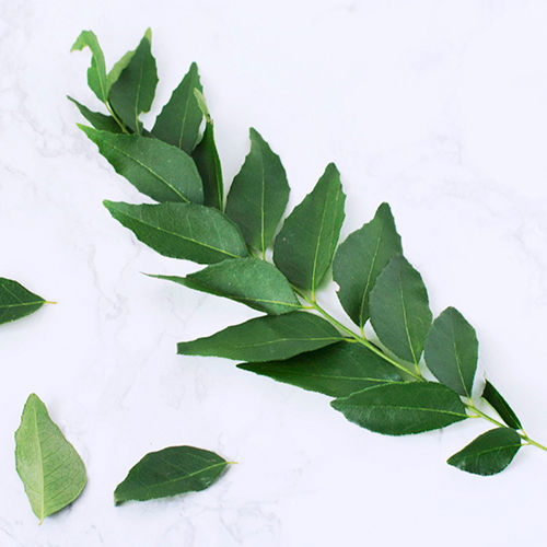 Curry Leaf Standard OR