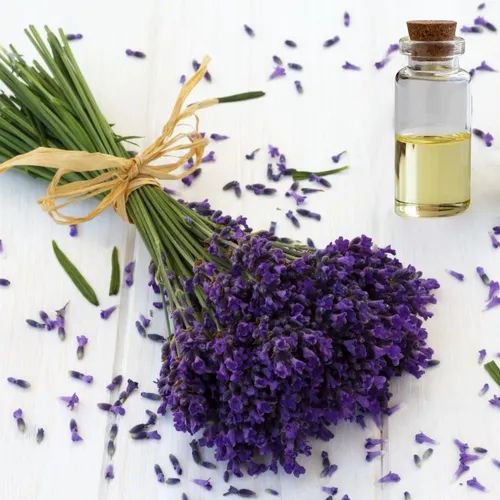 Lavender Standard OR