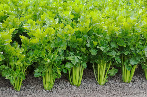 fresh celery By SAMBHA AGRO FARMERS PRODUCER COMPANY LIMITED