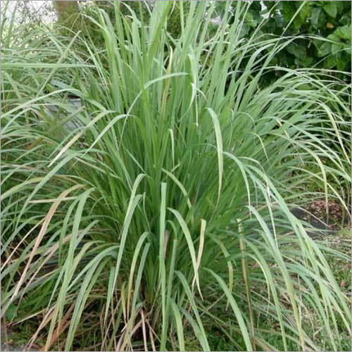 Green Vetiver Leaves