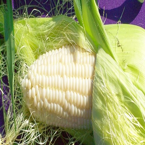 White Maize