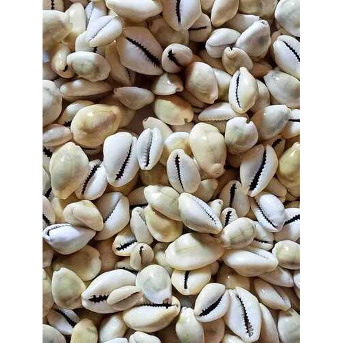 Yellow Cowrie Shell (Kodi)