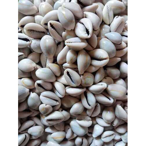 Brown Cowrie Shell (Kodi)