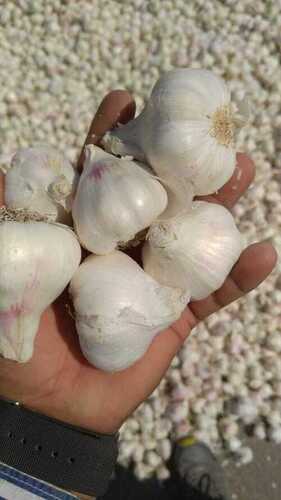 AAAA Grade Garlic