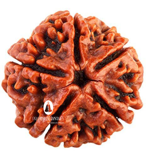 Natural 5 Mukhi Rudraksha Beads