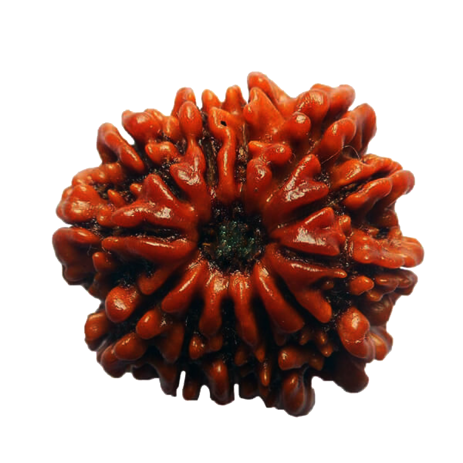 5 Mukhi Rudraksha Beads