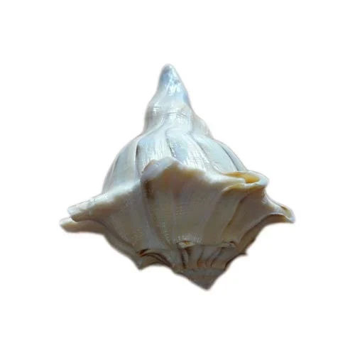 Dakshinavarti Conch Shell