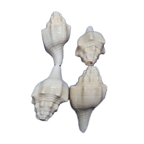 Conch Laxmi Shankh