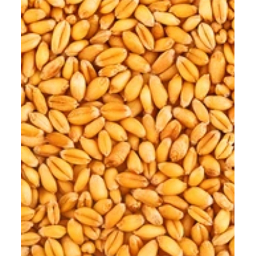 Wheat Grain Carbohydrate: 61.3 Grams (G)