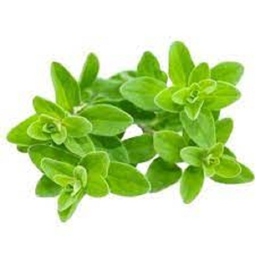 Marjoram Fresh at Best Price in Nashik, Maharashtra Sambha Agro