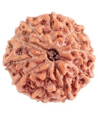 Rudraksha Beads 1 To 10 Mukhi