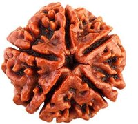 Rudraksha Beads 1 To 10 Mukhi
