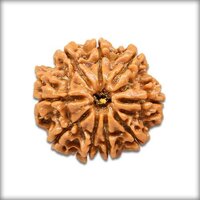 Rudraksha Beads 1 To 10 Mukhi