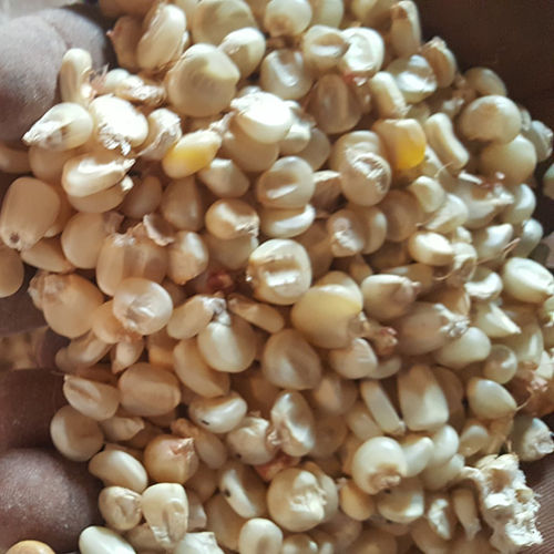 Organic White Dried Corn