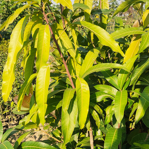 Banana Mango Plant