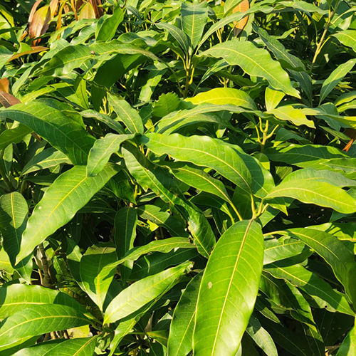 Amropali Mango Plant