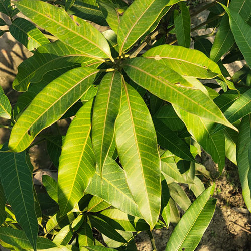 Mahachanak Mango Plant