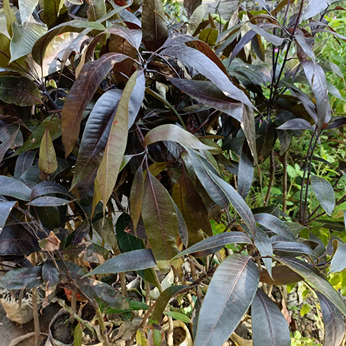 Kosturi Mango Plant