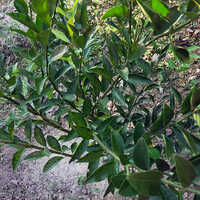 Kisu Mandarin Orange