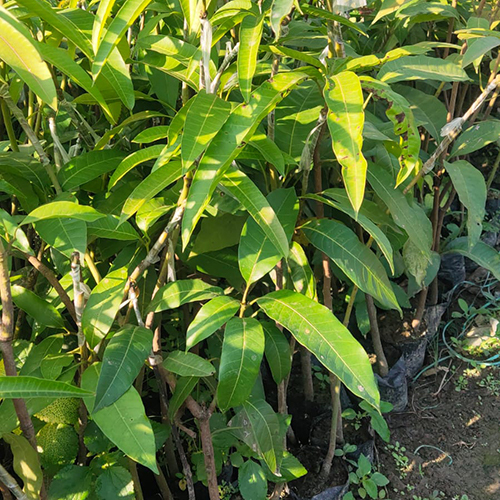 Cheyang Mai Mango Plant