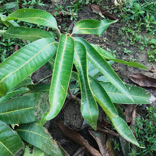 Seedless Mango Plant
